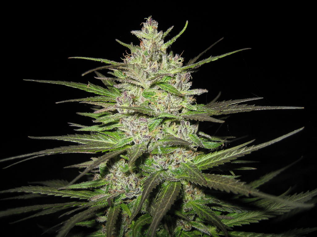 разновидность семян марихуаны