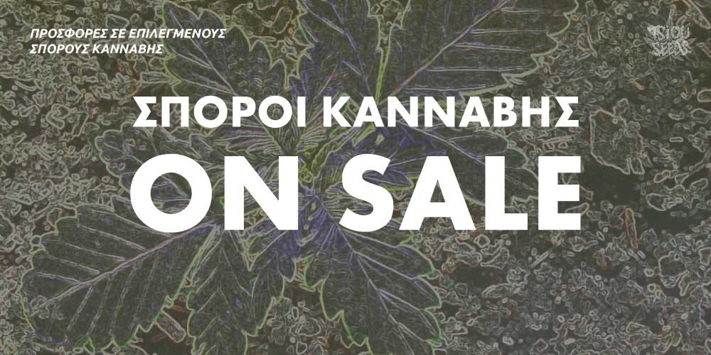 Σπόροι κάνναβης σε προσφορά | Cannabis seeds on Sale